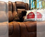 Small #3 Cane Corso
