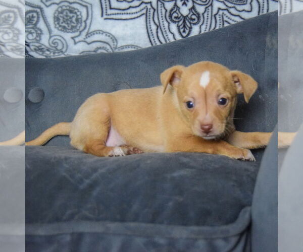 Medium Photo #2 Chiweenie Puppy For Sale in Huntley, IL, USA