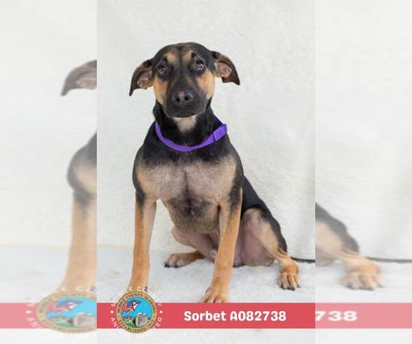 Medium Photo #1 Black Mouth Cur-Unknown Mix Puppy For Sale in Mobile, AL, USA