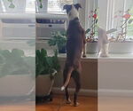 Small #3 American Pit Bull Terrier Mix