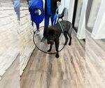 Small #6 Mastiff Mix