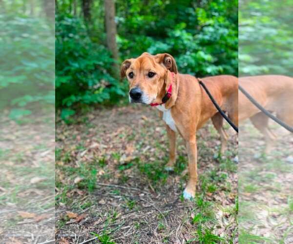 Medium Photo #2 Mutt Puppy For Sale in Shelburne, VT, USA