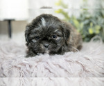 Small #2 Shih Tzu
