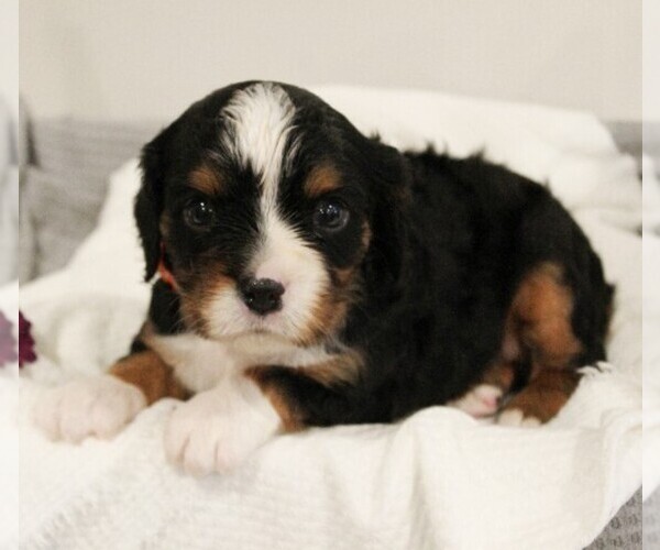 Medium Photo #7 Bernese Mountain Dog-Cavalier King Charles Spaniel Mix Puppy For Sale in COATESVILLE, PA, USA