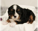Small #6 Bernese Mountain Dog-Cavalier King Charles Spaniel Mix