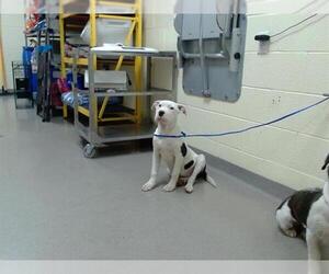 American Pit Bull Terrier Dogs for adoption in Denver, CO, USA