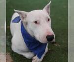 Small Bull Terrier