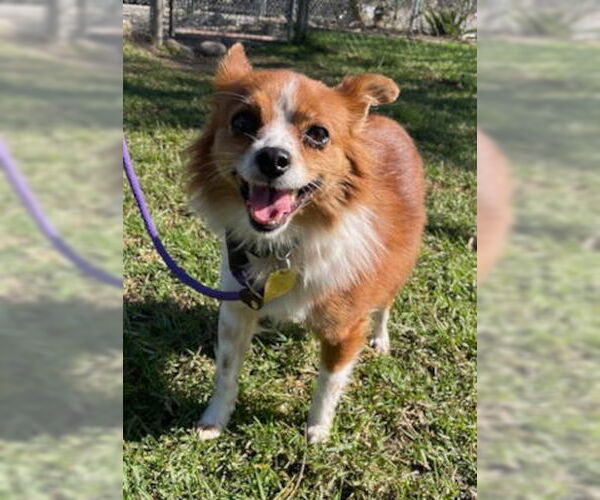 Medium Photo #3 Chiranian Puppy For Sale in Ventura, CA, USA