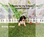 Small #1 Cavalier King Charles Spaniel
