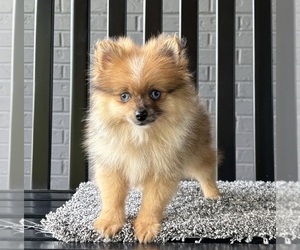 Pomeranian Puppy for sale in FRANKLIN, IN, USA
