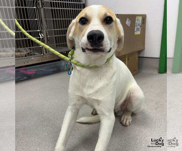 Medium Photo #3 Labrador Retriever-Retriever  Mix Puppy For Sale in Washington, DC, USA