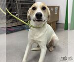 Small #2 Labrador Retriever-Retriever  Mix
