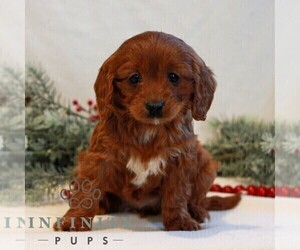 Cavapoo (Miniature) Puppy for sale in LITITZ, PA, USA