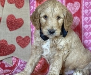 Goldendoodle Puppy for sale in LANCASTER, PA, USA