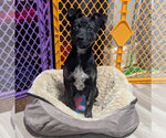Small Photo #1 Mutt Puppy For Sale in Brooklyn Center, MN, USA