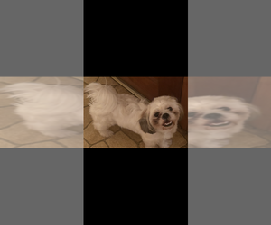 Mother of the Engatzu Spaniel-Frenchie Pug Mix puppies born on 06/19/2026