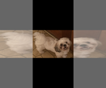 Small Photo #1 Engatzu Spaniel-Frenchie Pug Mix Puppy For Sale in PORTSMOUTH, VA, USA