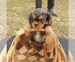 Image preview for Ad Listing. Nickname: Puppy #1