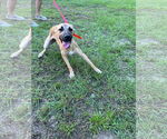 Small Black Mouth Cur Mix