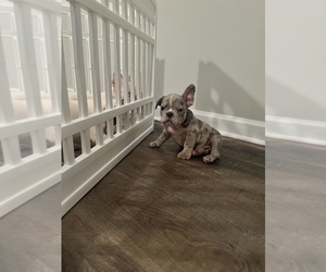 French Bulldog Puppy for sale in ATLANTA, GA, USA