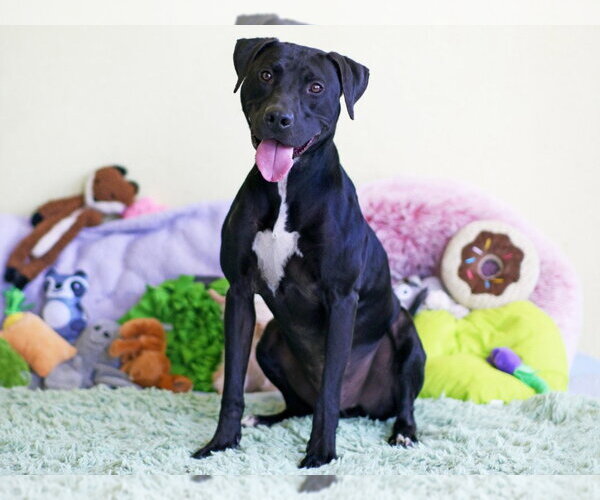 Medium Photo #2 Labrador Retriever-Unknown Mix Puppy For Sale in Tavares, FL, USA