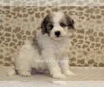 Small Photo #5 Miniature Bernedoodle Puppy For Sale in DENVER, PA, USA
