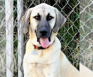 Anatolian Shepherd-Rhodesian Ridgeback Mix Dogs for adoption in Higley, AZ, USA