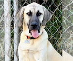Small Anatolian Shepherd-Rhodesian Ridgeback Mix