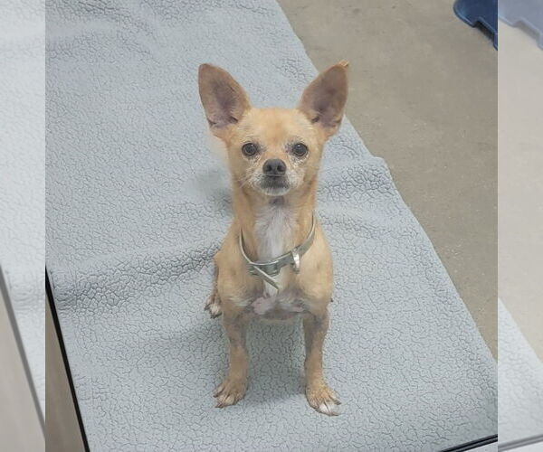 Medium Photo #2 Chihuahua-Unknown Mix Puppy For Sale in Fargo, ND, USA