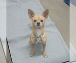 Small #1 Chihuahua Mix