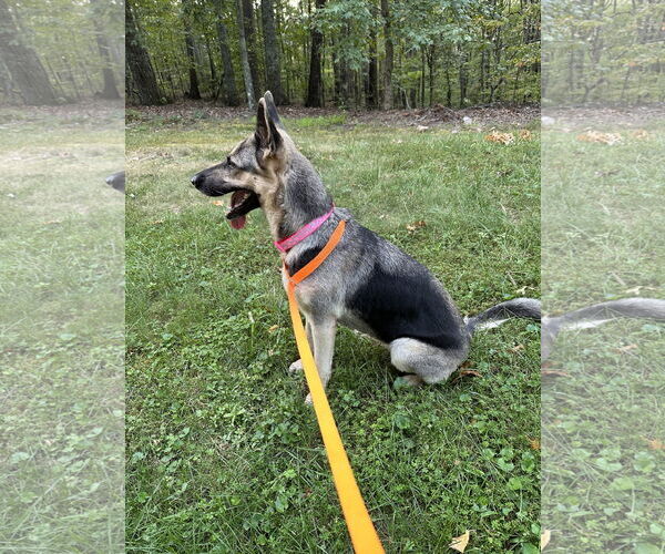 Medium Photo #2 German Shepherd Dog Puppy For Sale in Ball Ground, GA, USA