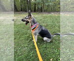 Small #1 German Shepherd Dog