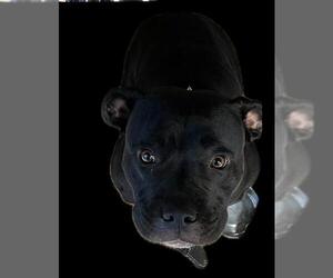 American Pit Bull Terrier Dogs for adoption in Chula Vista, CA, USA
