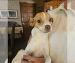 Small #2 Chihuahua Mix