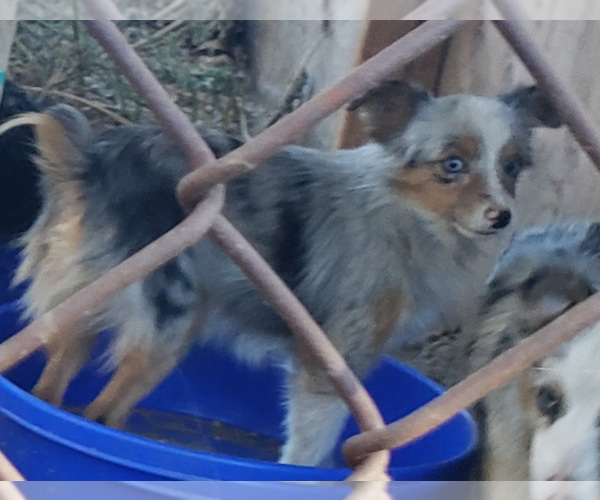 Medium Photo #1 Australian Shepherd Puppy For Sale in FRESNO, CA, USA