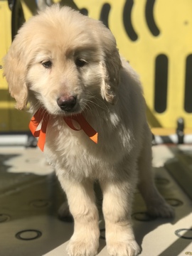 Medium Photo #1 Goldendoodle Puppy For Sale in LAKELAND, FL, USA