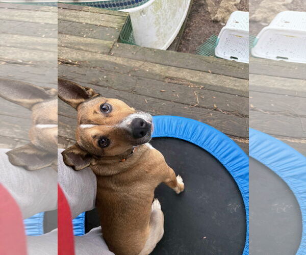 Medium Photo #2 Mutt Puppy For Sale in Germantown, OH, USA