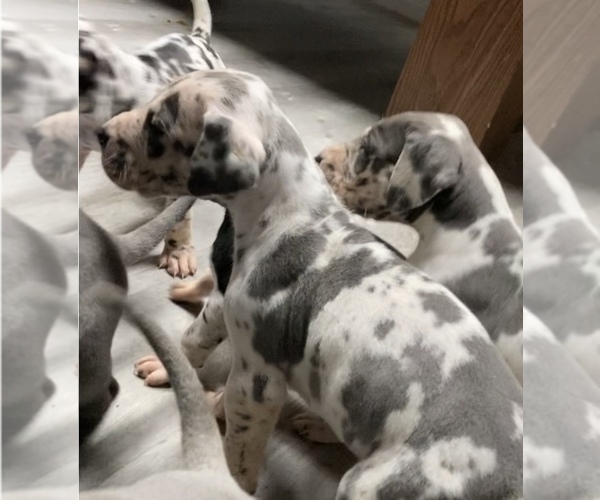 Medium Photo #4 Great Dane Puppy For Sale in BLOOMFIELD, KY, USA