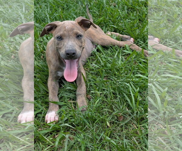 Medium Photo #2 Labrador Retriever-Unknown Mix Puppy For Sale in The Woodlands, TX, USA