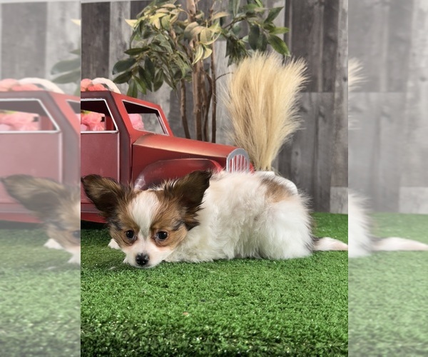 Medium Photo #3 Papillon Puppy For Sale in CANOGA, NY, USA