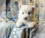 Small Photo #2 Pomsky Puppy For Sale in BLACKFOOT, ID, USA