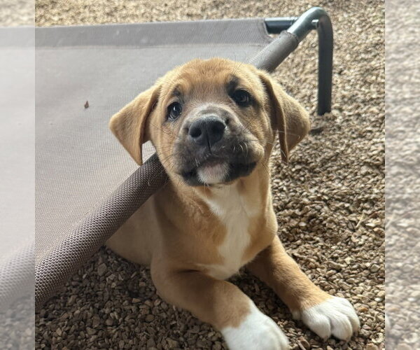 Medium Photo #3 Great Pyrenees-Mastiff Mix Puppy For Sale in Bolivar, MO, USA