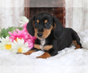 Dachshund Puppy for sale in SHILOH, OH, USA