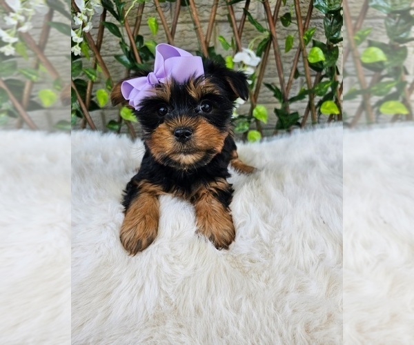 Medium Photo #7 Yorkshire Terrier Puppy For Sale in INDIANAPOLIS, IN, USA