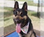 Small German Shepherd Dog
