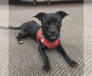 Chihuahua-Unknown Mix Dogs for adoption in Westwood, NJ, USA