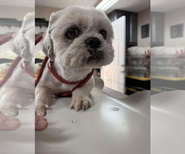 Medium Photo #2 Mal-Shi Puppy For Sale in El Centro, CA, USA