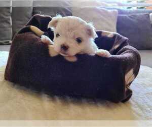 Maltese Puppy for sale in RALEIGH, NC, USA