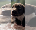 Puppy Puppy 11 Labrador Retriever