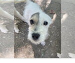 Small #1 Mutt